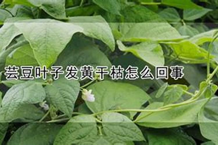 大棚芸豆苗期喷什么叶面肥什么药