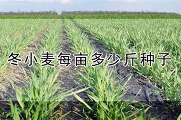 茄子开花不结果怎么办