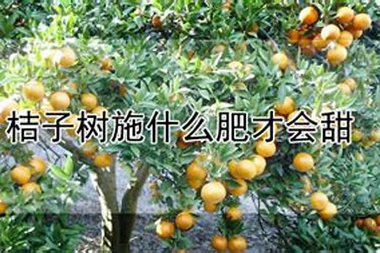 橘子放什么肥变得更甜？