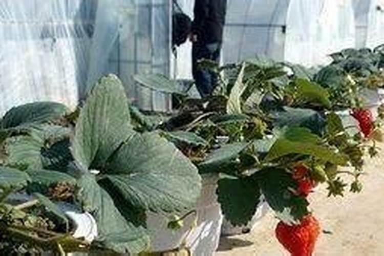 草莓开花后怎么施肥？