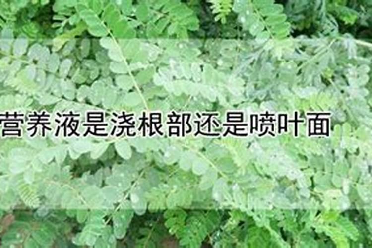 发财树只剩杆了还能长枝吗