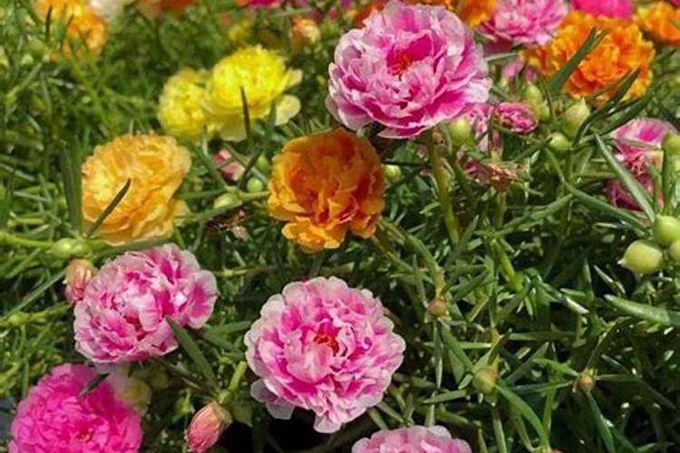 太阳花夏季如何施肥花开满枝头