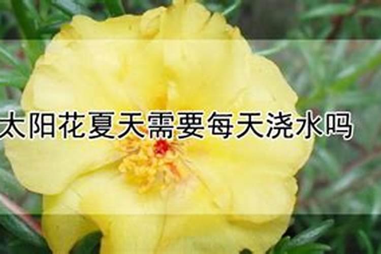太阳花虽然好种 但是夏天养太阳花也要注意5个小技巧: