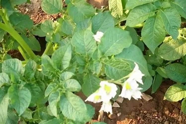 种植花生适合施用什么肥料
