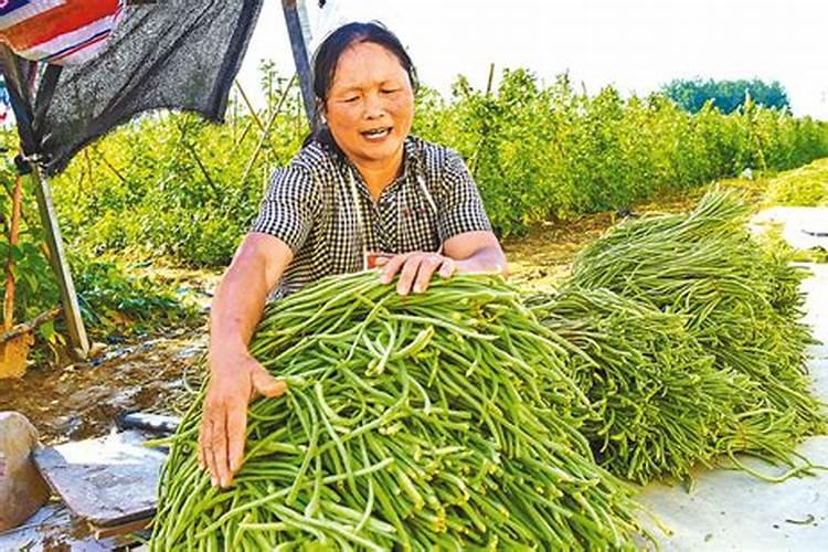 老鹰茶人工繁殖和栽培技术