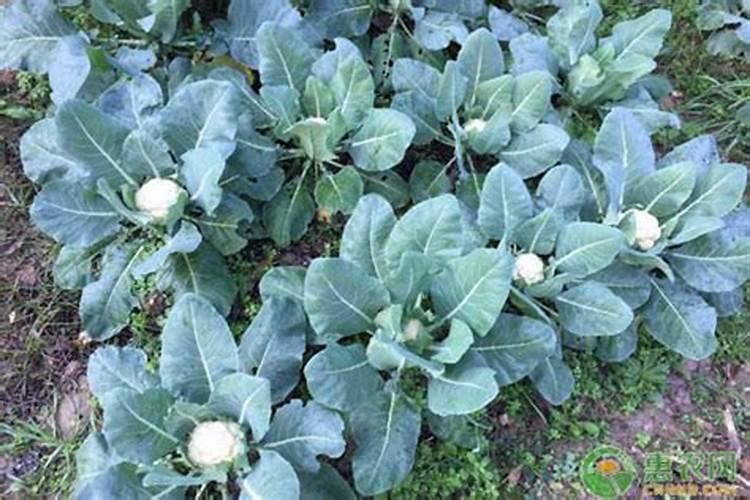 磷酸二氢钾与硝酸钾混配在松花菜中的用法