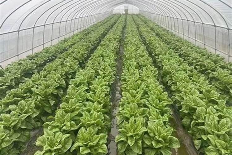 赤霉素、芸苔素、多效唑用法大汇总!