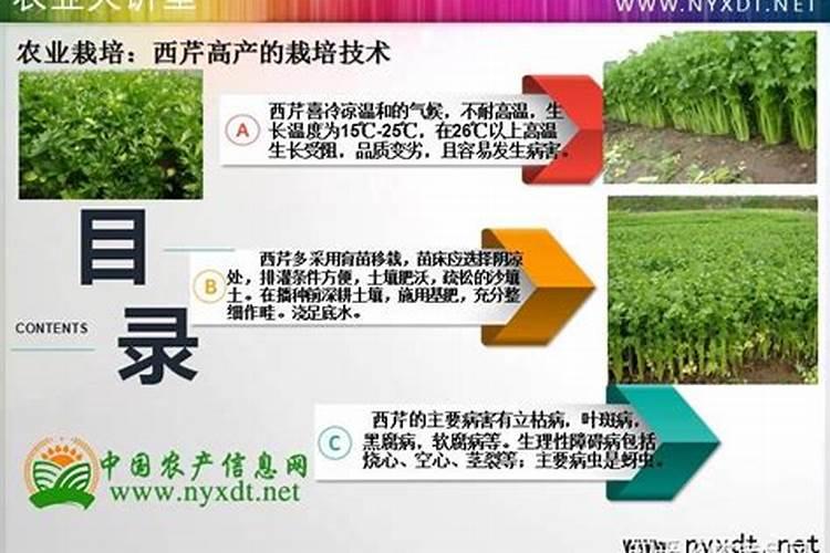 种植芹菜,施肥情况会影响产量和品质高低,芹菜施肥有什么讲究？