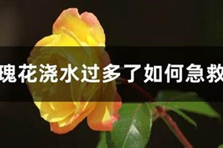 玫瑰花施肥过多会怎样？施肥是撒在表面还是埋入土里呢？