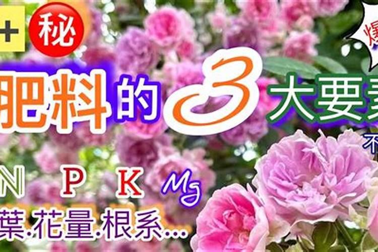 幸福树施肥方法,幸福树施肥用什么肥料