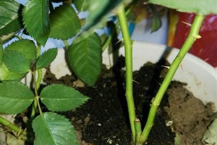 玫瑰花想要喷叶面肥,用什么好？
