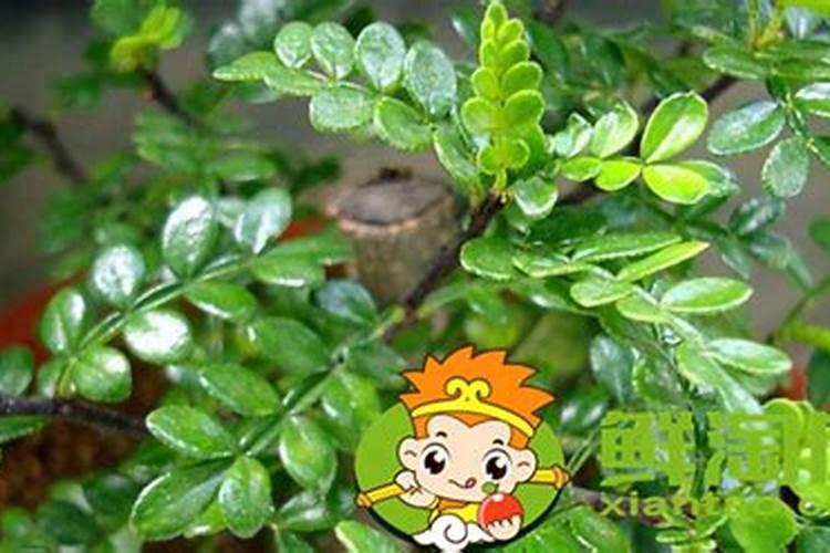 种植毛豆需要施什么肥
