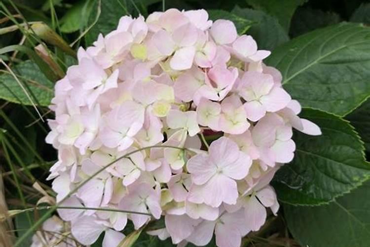 绣球花冬天叶子发黄是怎么回事