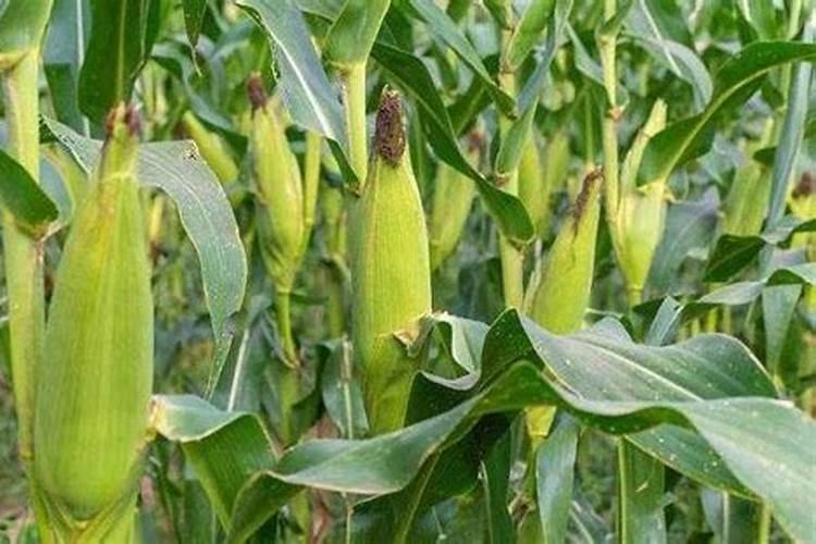 土豆开花后施什么肥料
