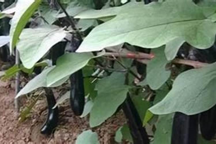 矿源黄腐酸钾和生化黄腐酸钾的区别