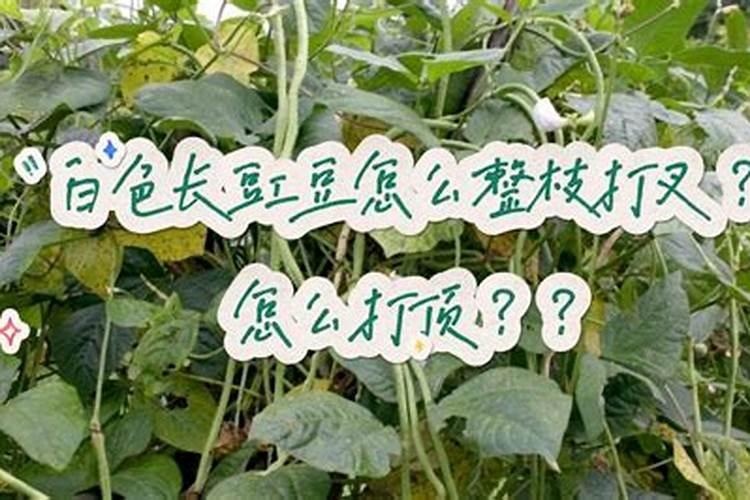 果树叶面肥什么时候喷比较好