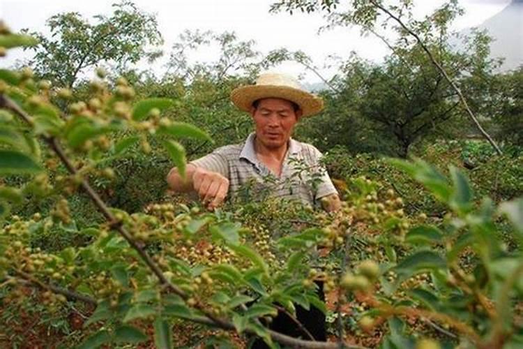 苹果树小叶病怎么弄好啊
