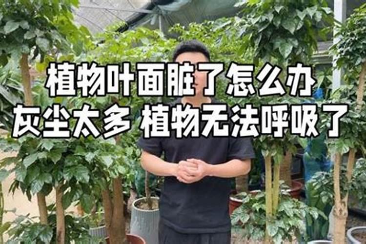 西瓜上喷多了叶面肥用什么解毒？