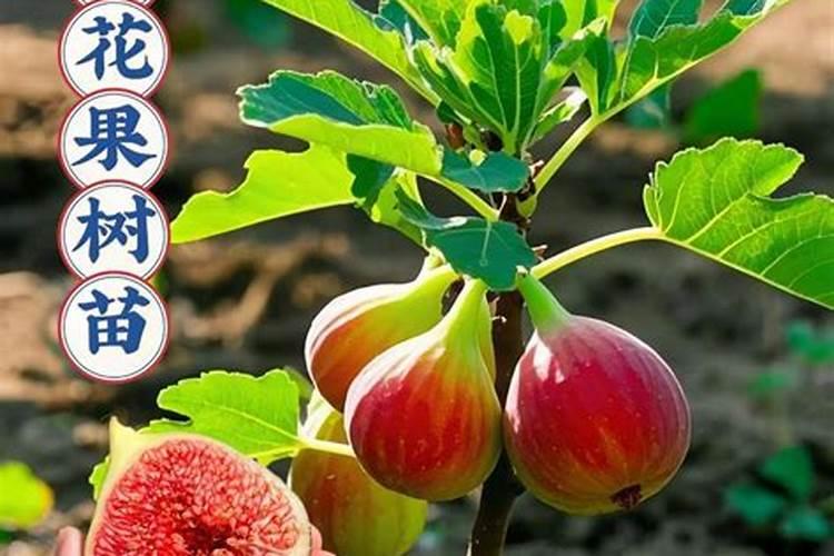 无花果施什么肥好