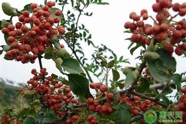 花椒用什么化肥好？
