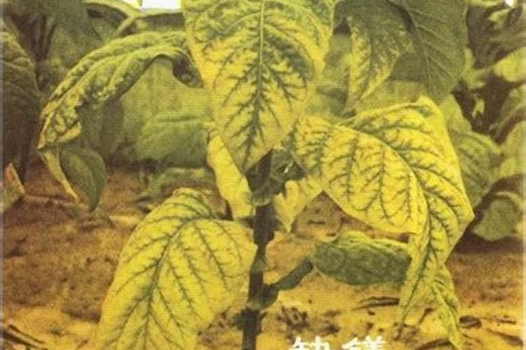 春耕施肥应了解农作物的需肥特性