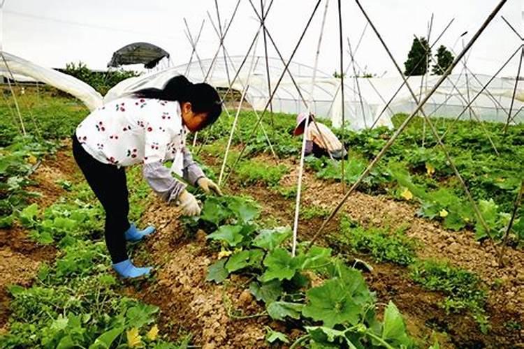 微量元素肥料都是什么？