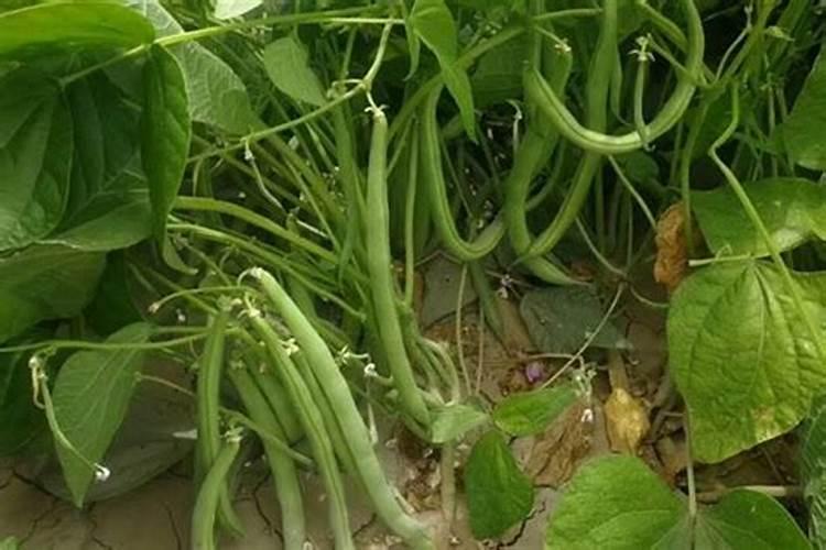 嘉龙控保大量元素(高磷)水溶肥料那里有卖