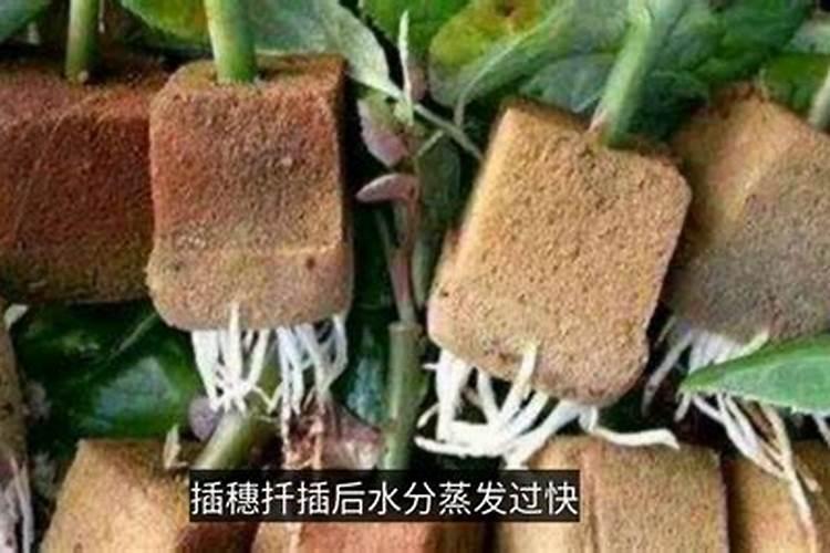 “黑动力”肥的成分是什么？