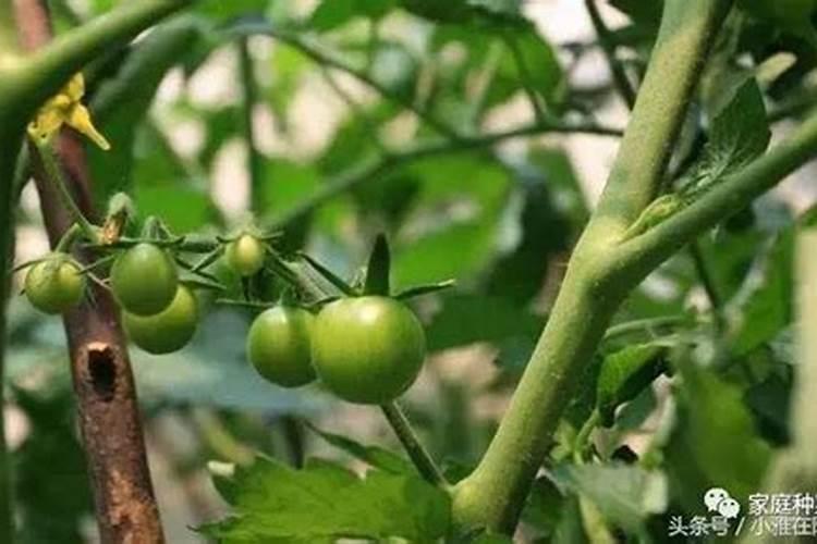 菜瓜种植技术与管理方法
