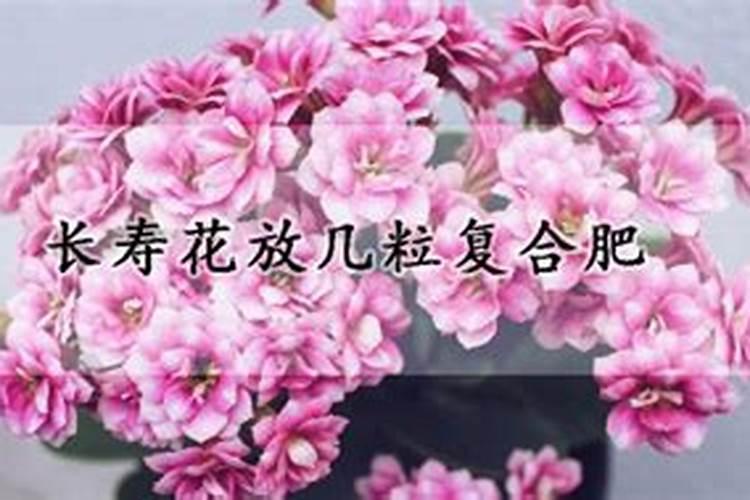 长寿花施什么肥好,长寿花施氮磷钾肥料最好