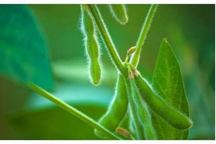 绿菜花怎样合理施肥？