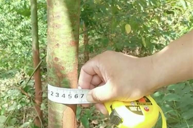 一年桉树缺硼怎么办