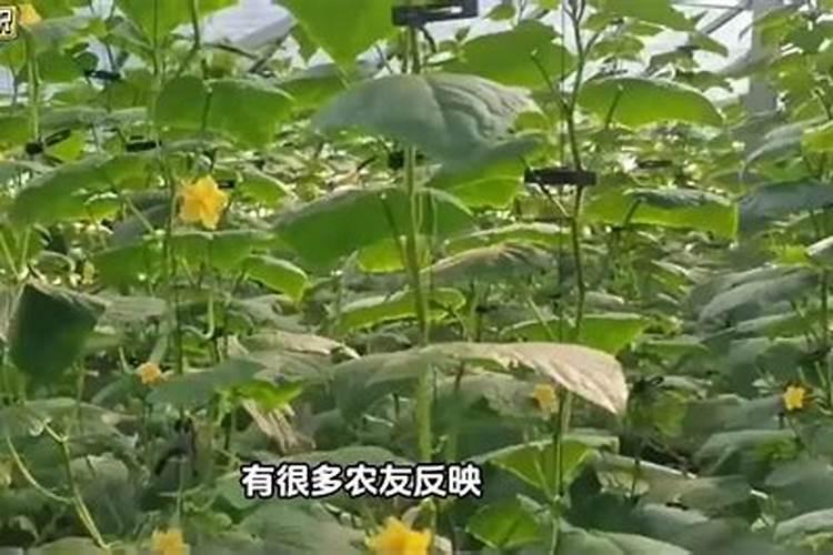 如何使玫瑰生根