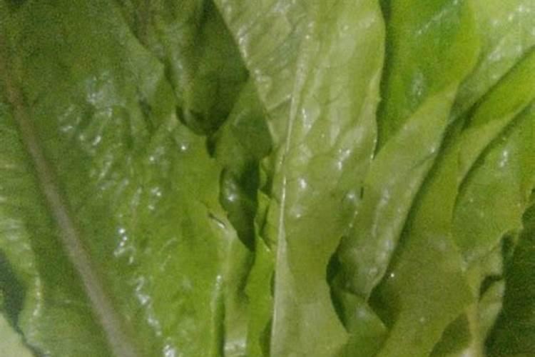 种植油麦菜时,生长中后期为什么要补充钾肥提高产量？
