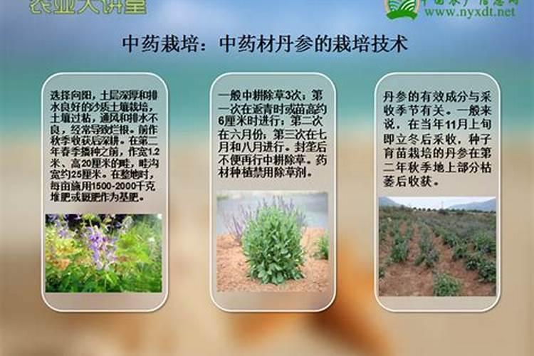白芍可用哪些肥料