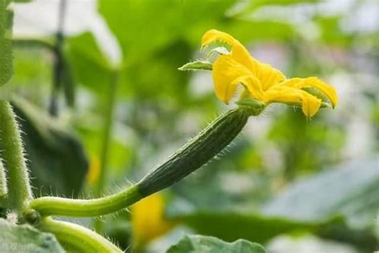 2022年南充市油菜主推品种