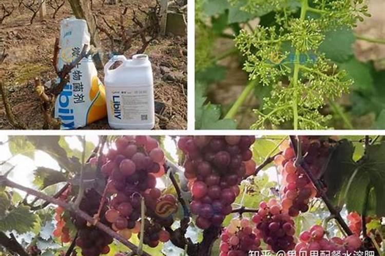 百香果挂果期施什么肥(百香果开花结果了要施什么肥)