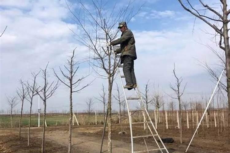 油茶树种多久可以施肥 油茶树什么时候需要施肥