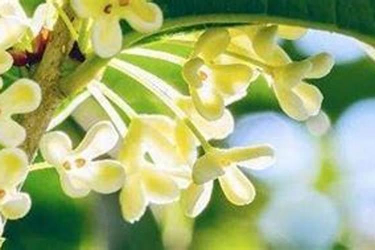 桂花怎么施肥