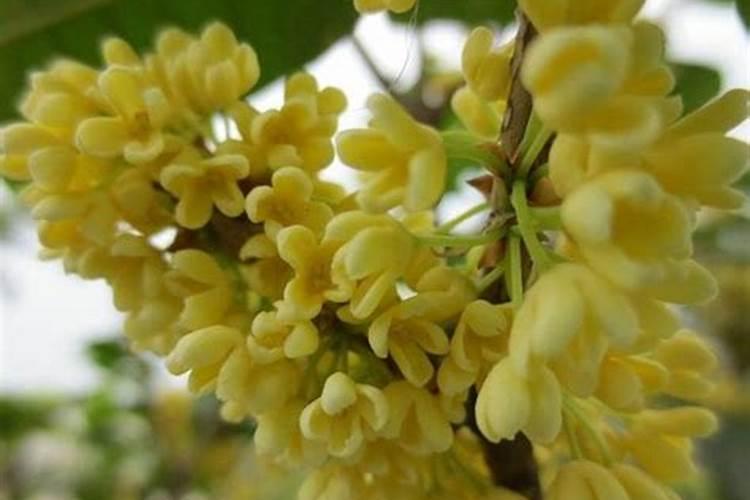 桂花树施什么肥？