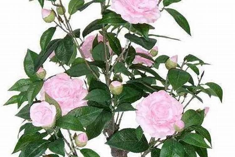 茶花长芽如何施肥