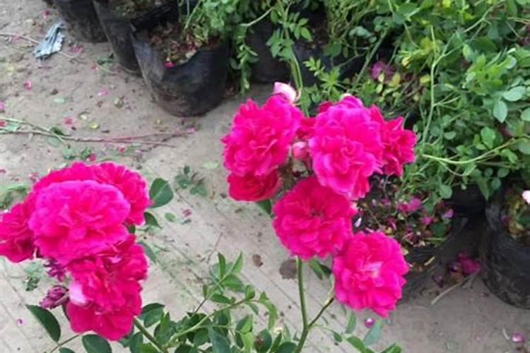 请问蔷薇花叶子变成这样了是什么原因啊,该怎么呀？