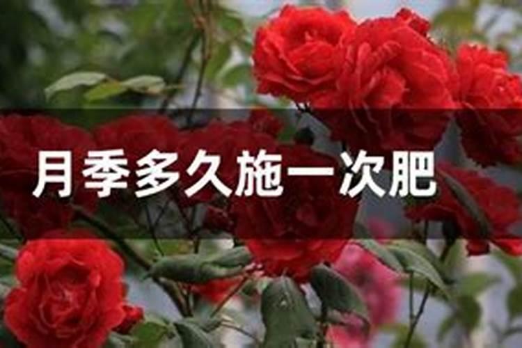 蔷薇花什么时候施肥
