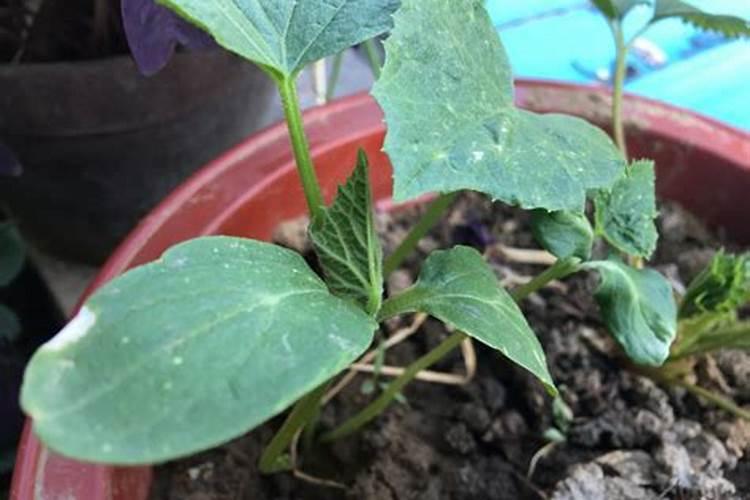 黄瓜定植后水肥管理,该怎么管理呢？