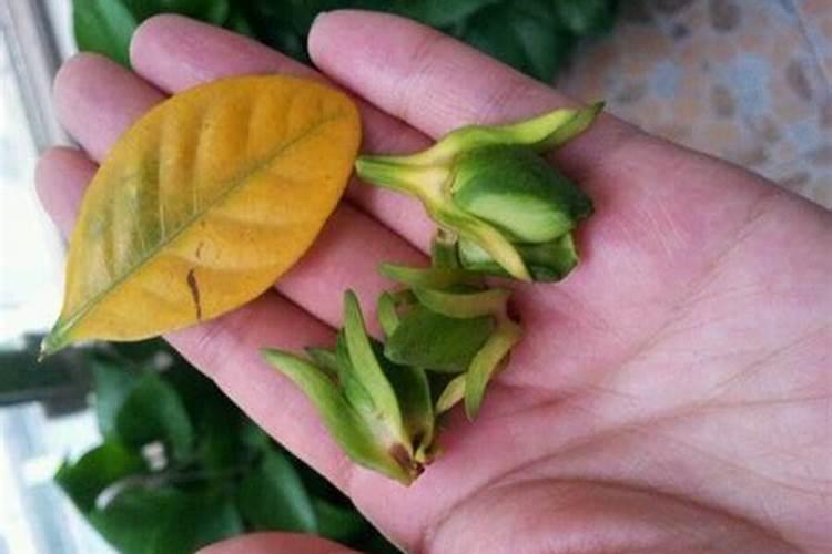 兰花花苞发黑脱落怎么办,多是施肥量大、浇水过多