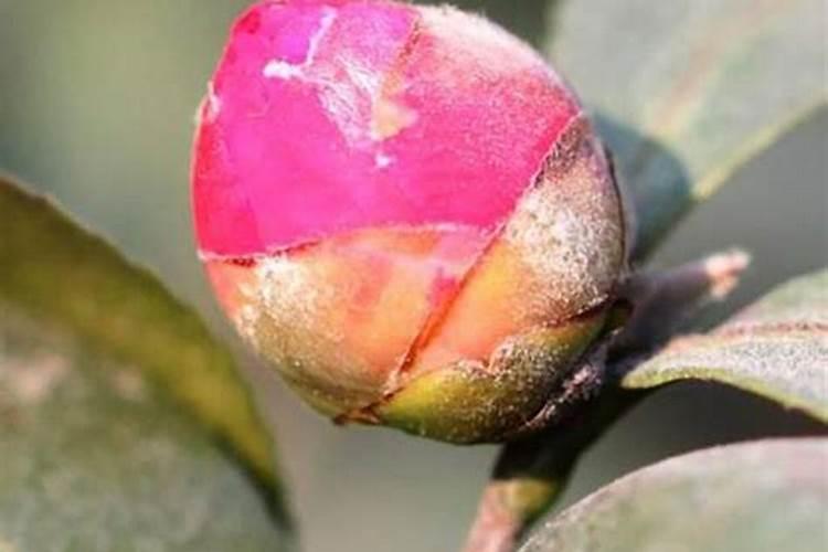 茶花花苞掉落是什么原因