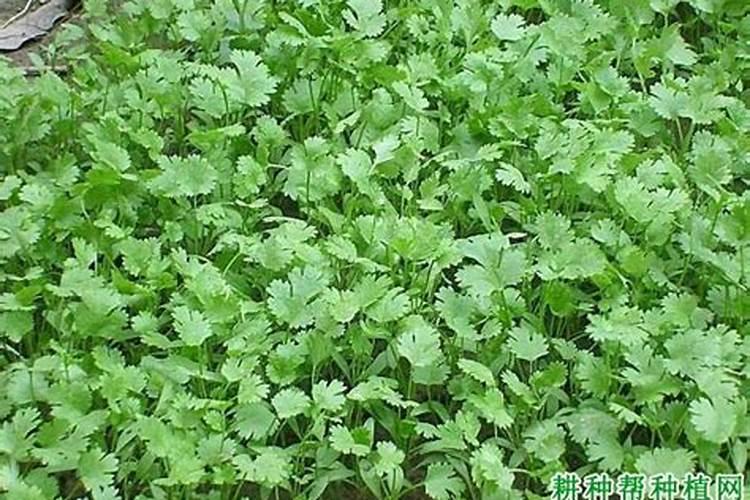 芫荽留种的技术关键是什么？