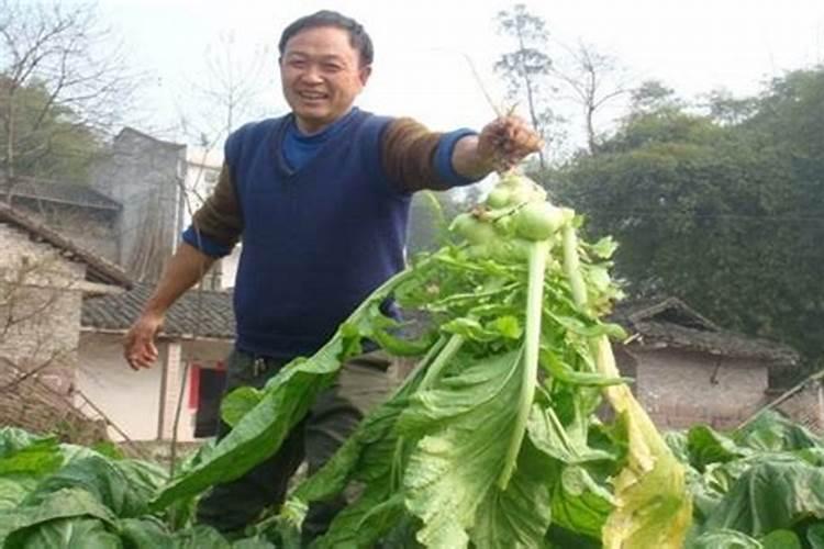榨菜适宜生长温度