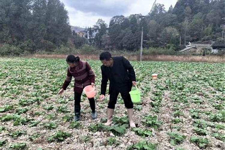 榨菜移栽前土壤使用何种除草剂