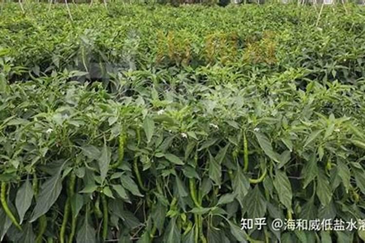 富贵竹用什么肥料